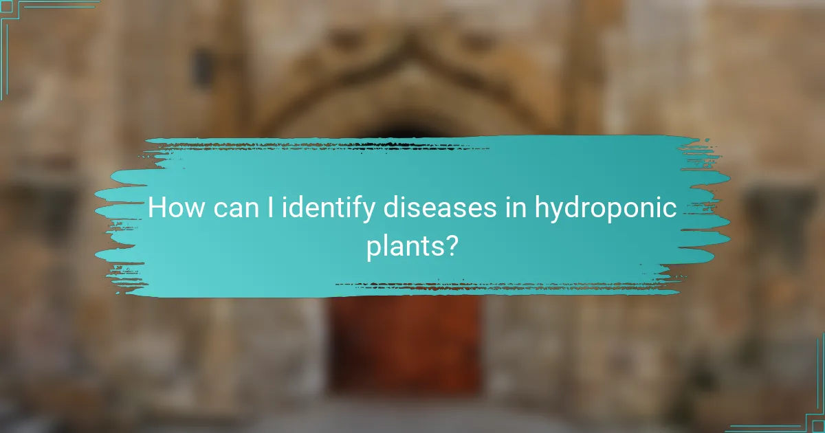 How can I identify diseases in hydroponic plants?